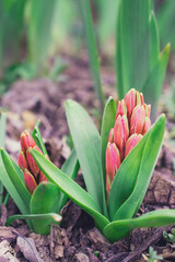 hyacinth,  Makrofoto von lila Blumen im Park.