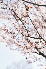 Fototapeta na wymiar Tree blooming with pink flowers in spring. Close-up