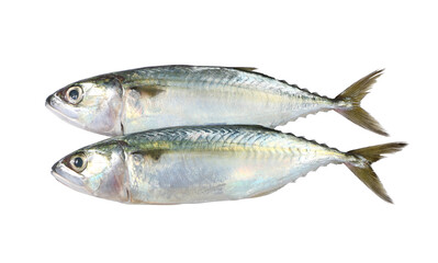 Two fresh mackerel isolated on white background.