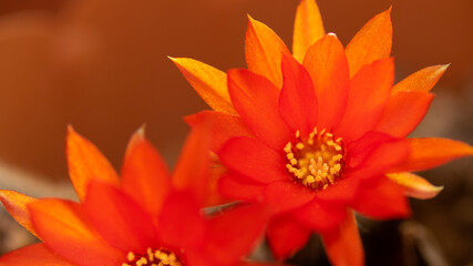 close up cactus with orange flowers