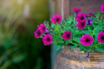 Bright pink purple petunias in large terracotta jars with green leafy background.