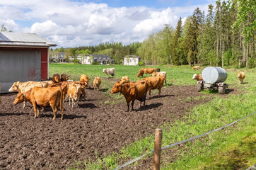 Obraz premium Cows graze on the pasture. Cattle. The cows go to the stall. Agriculture.