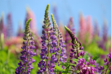 Obraz premium Lupine flowers blooming on a summer mountain meadow. Colorful wildflowers in green grass on blue sky background