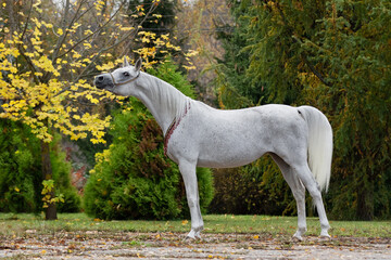Naklejka na ściany i meble Beautiful gray arabian horse with a long white mane stands on natural summer background, profile side view, exterior 