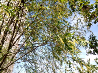Scenic view of birch trees in court of residential house on a sunny day in springtime. Beauty of fresh bloom tree in spring season. Blossom on a sunny day.