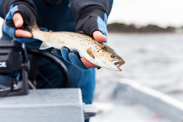 Obraz premium Seatrout