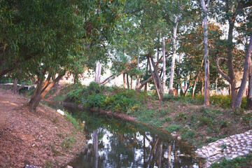 a beautiful water stream flowing through a forest with trees reflection