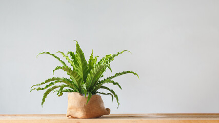 Houseplant Asplenium nidus in sack pot