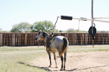 Gray horse at ranch in saddle on walker for training.