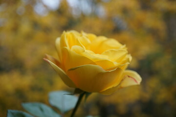 Fototapeta na wymiar Yellow autumn rose