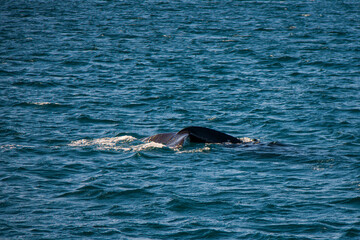 Fototapeta premium Wal