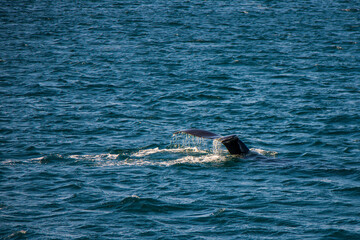 Fototapeta premium Wal