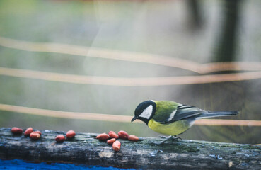 bird on a branch