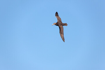 Falkland Islands. Albatross in flight close-up on a sunny winter day