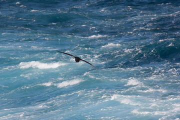 Falkland Islands. Albatross in flight close-up on a sunny winter day