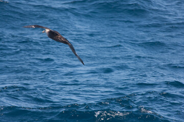 Falkland Islands. Albatross in flight close-up on a sunny winter day