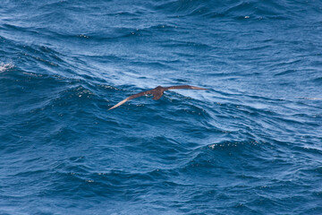 Falkland Islands. Albatross in flight close-up on a sunny winter day