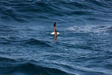 Falkland Islands. Albatross in flight close-up on a sunny winter day