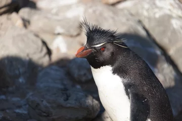 Outdoor-Kissen Falkland Islands. Macaroni penguin close up on a sunny winter day © Iurii