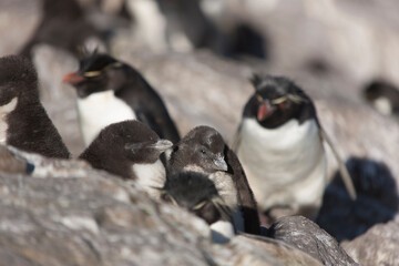 Falkland Islands. Macaroni penguin close up on a sunny winter day