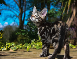 Bengal kittens exploring the outside for the very first time. 