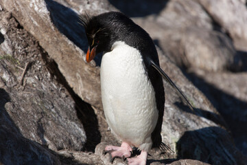 Falkland Islands. Macaroni penguin close up on a sunny winter day