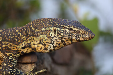 Nilwaran / Nile monitor / Varanus niloticus
