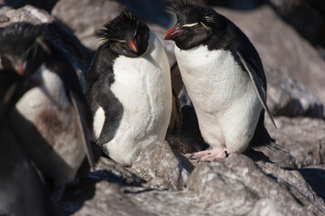 Fototapeta premium Falkland Islands. Macaroni penguin close up on a sunny winter day