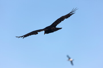 Falkland Islands. Albatross in flight close-up on a sunny winter day