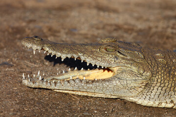 Nilkrokodil / Nile crocodile / Crocodylus niloticus