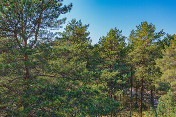 Pine forest, Green, forest area on the coast of the Gulf of Finland,.  Summer day, view from a drone at the mouth of the Narva in the Baltic States, Estonia, narva jõesuu,