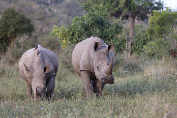 Breitmaulnashorn und Rotschnabel-Madenhacker / Square-lipped rhinoceros and Red-billed oxpecker /...
