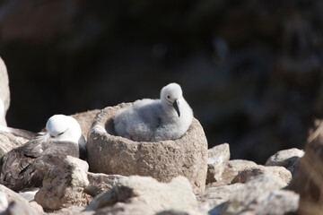 Falkland Islands. Albatross with chick close up on a sunny winter day