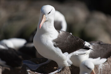 Falkland Islands. Albatross close up on a sunny winter day
