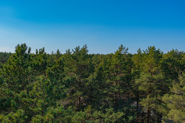 Obraz premium Pine forest, Green, forest area on the coast of the Gulf of Finland,. Summer day, view from a drone at the mouth of the Narva in the Baltic States, Estonia, narva jõesuu,