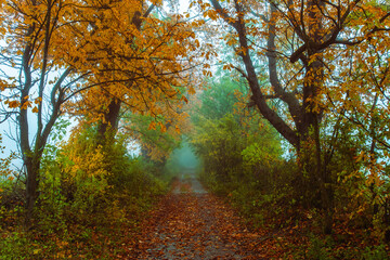 misty autumn forest