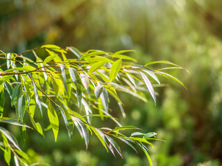 Willow or Salix Fragilis tree branches with fresh green leaves on blured background.