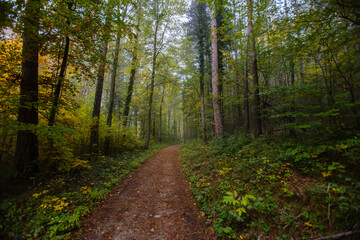 Fototapeta na wymiar path in misty autumn forest