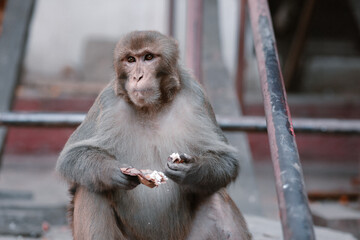 Mono comiendo en el templo de los monos del valle de Kathmandú en Nepal