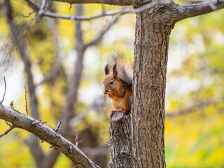 Squirrel with nut in Autumn sits on a branch