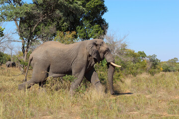 Afrikanischer Elefant / African elephant / Loxodonta africana