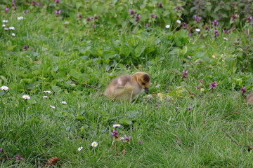 Kanadagans, Gans, Vogel, Küken