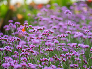 Verbena bonariensis flowers, Argentinian Vervain or Purpletop Vervain, Clustertop Vervain, Tall Verbena, Pretty Verbena, in garden