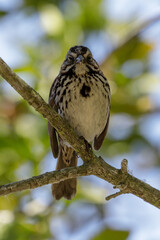 Song Sparrow perched on a tree. Foothills Park, Santa Clara County, California, USA.