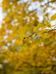 Aspen branches with yellow leaves in autumn