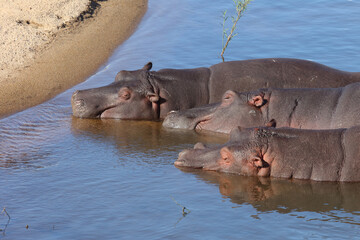 Flußpferd / Hippopotamus / Hippopotamus amphibius