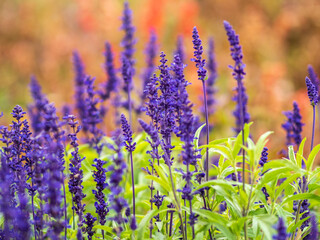 Obraz premium Blue Salvia farinacea flowers, or Mealy Cup Sage on green background, close-up.