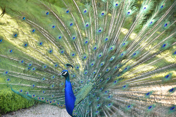 Paon faisant la roue au jardin