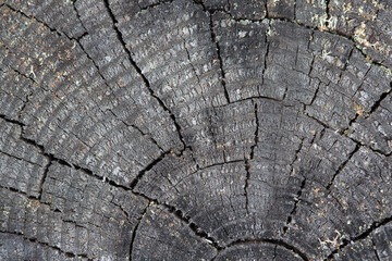 Fototapeta premium Woody surface. Natural background. Cross section of a tree.