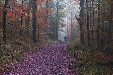 misty path in autumn forest